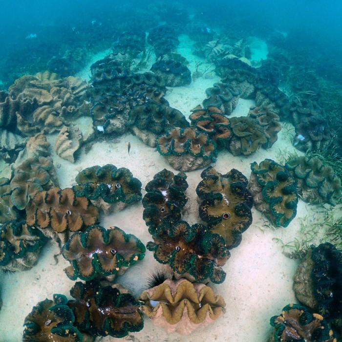 Patch Reefs & Giant Clams