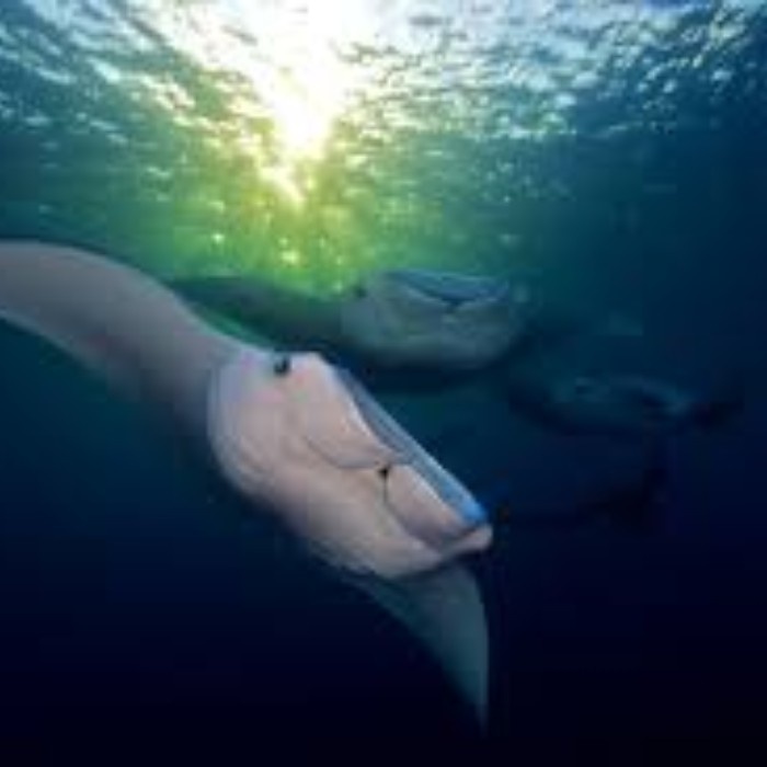 Ngemelis Island & Manta Rays